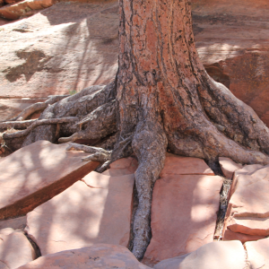 Letting go of these roles can feel disorienting because they once brought you approval or belonging. But they also limit your present possibilities. 